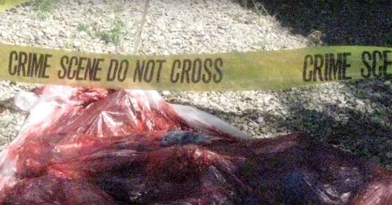 Crime scene photo from Savageland.