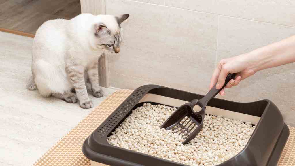 A cat playing with a litter scoop in a cat litter box.
