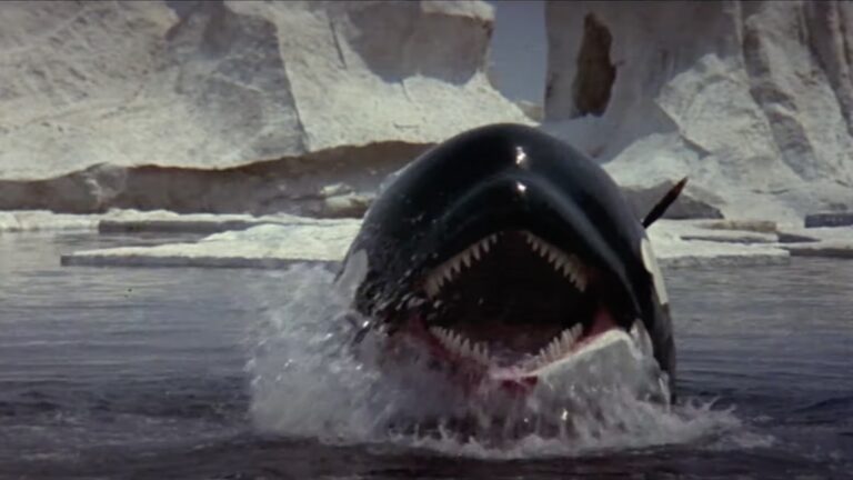 A killer whale breaching the ocean surface near rocky cliffs.