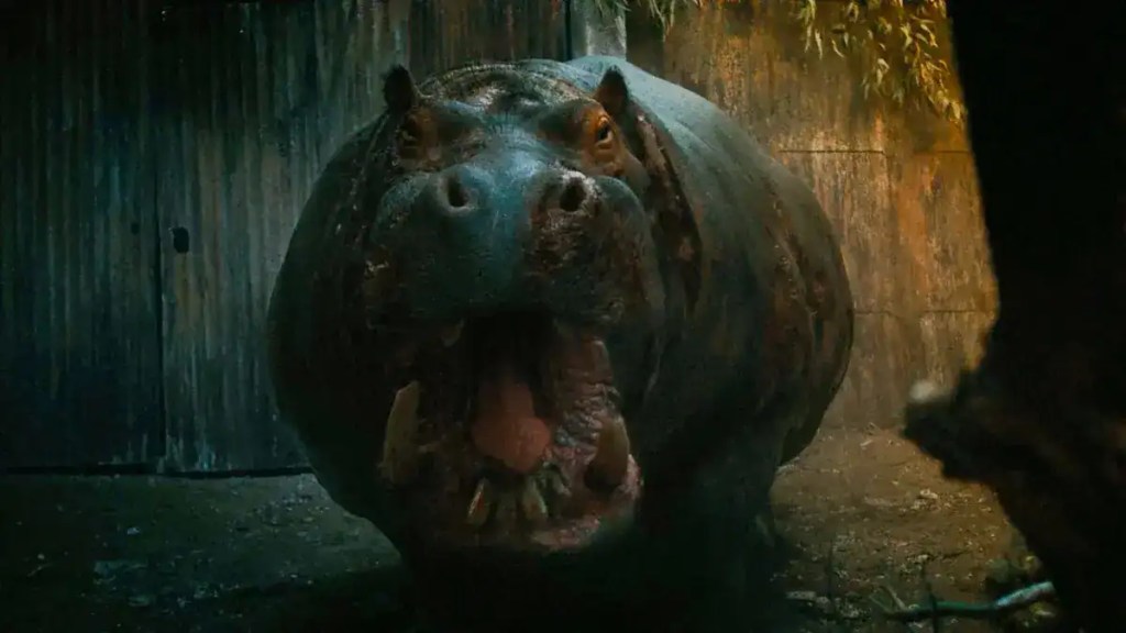 A menacing hippopotamus with its mouth open in a dark, swampy environment.