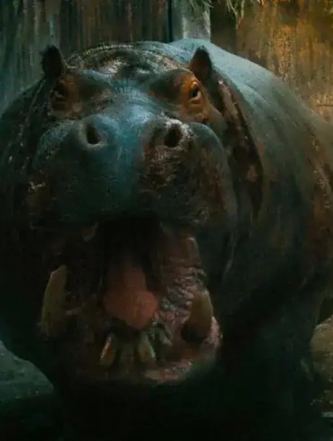 A menacing hippopotamus with its mouth open in a dark, swampy environment.