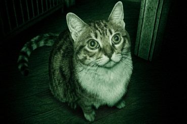Creepy cat camera footage with shadowy figure in the background.