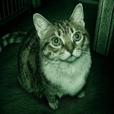 Creepy cat camera footage with shadowy figure in the background.